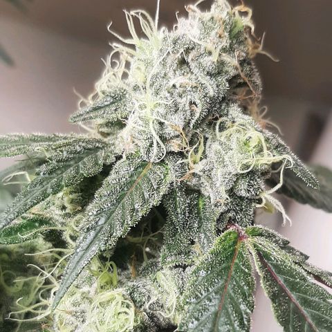 Mehrere Oreoz Pflanzen und Zyklen  growlog timeline photo