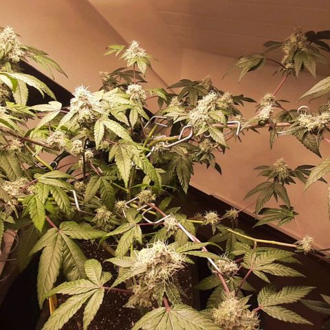 Mehrere Oreoz Pflanzen und Zyklen  growlog timeline photo