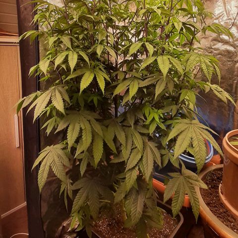 Mehrere Oreoz Pflanzen und Zyklen  growlog timeline photo