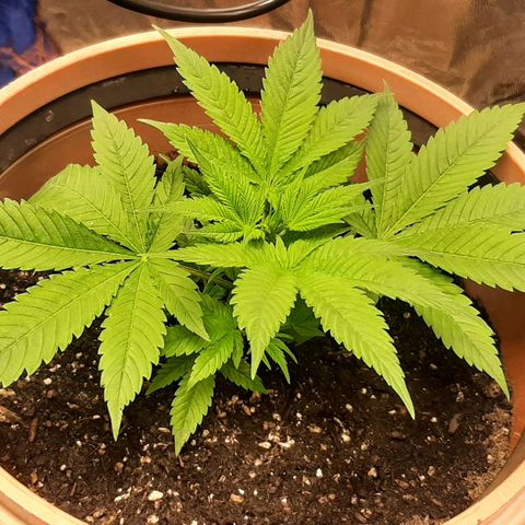 Think Tank growlog timeline photo