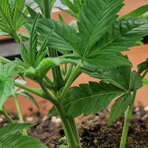 Think Tank growlog timeline photo