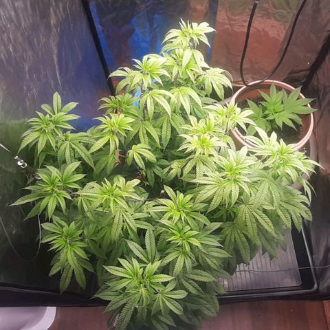 Mehrere Oreoz Pflanzen und Zyklen  growlog timeline photo