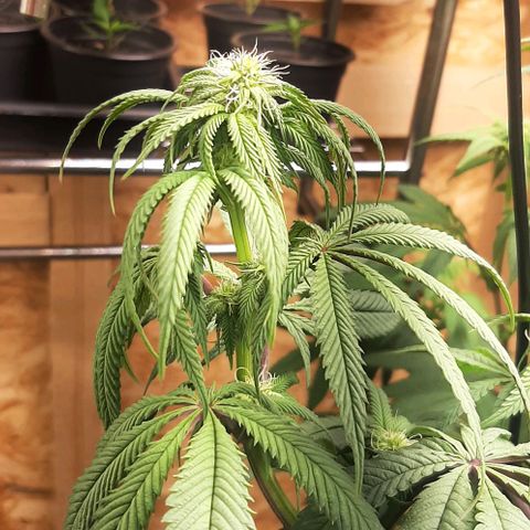 Mehrere Oreoz Pflanzen und Zyklen  growlog timeline photo