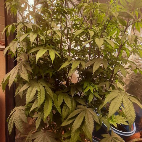 Mehrere Oreoz Pflanzen und Zyklen  growlog timeline photo