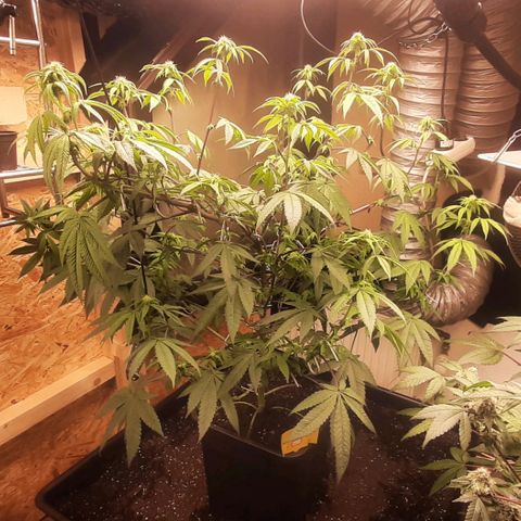 Mehrere Oreoz Pflanzen und Zyklen  growlog timeline photo