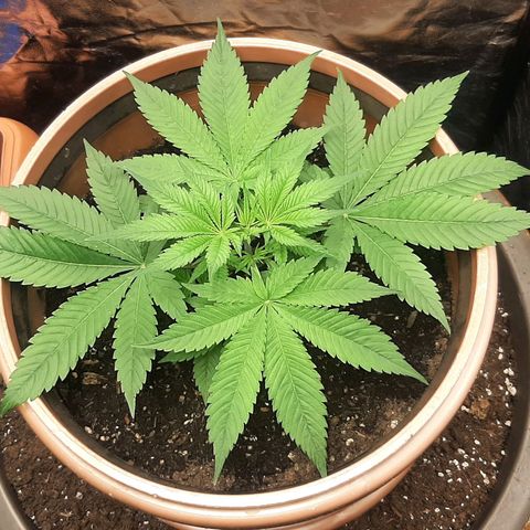 Think Tank growlog timeline photo