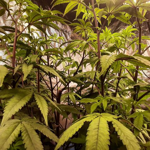 Mehrere Oreoz Pflanzen und Zyklen  growlog timeline photo