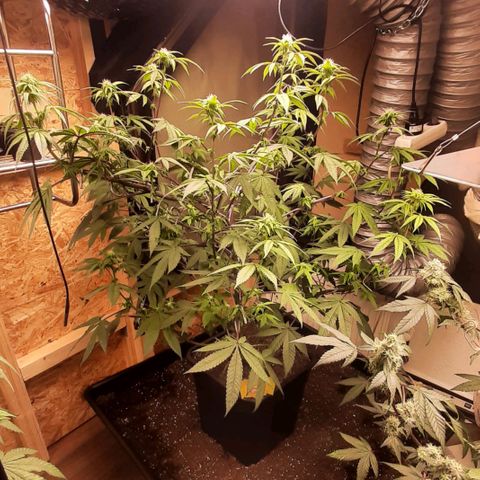 Mehrere Oreoz Pflanzen und Zyklen  growlog timeline photo