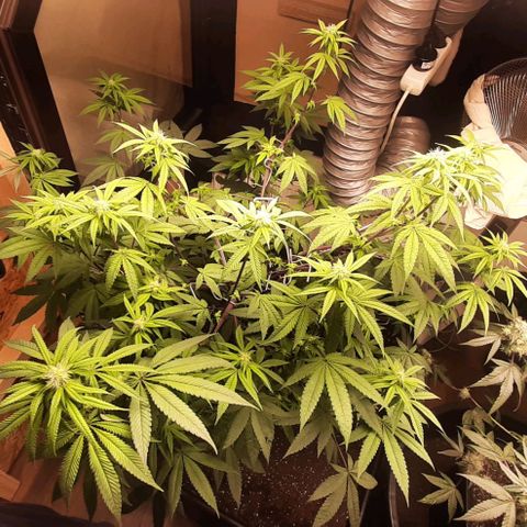 Mehrere Oreoz Pflanzen und Zyklen  growlog timeline photo