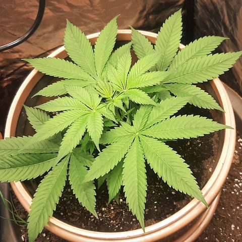 Think Tank growlog photo: Man sieht ihr bereits an das sie dringend wachsen möchte, ich glaube eine letzte schicht Erde spendiere ich ihr morgen doch nochmal. 