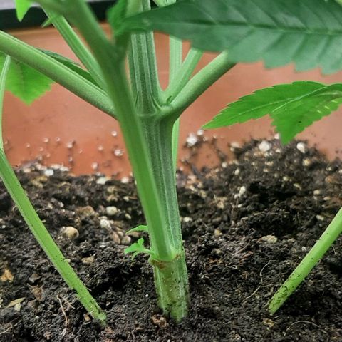 Think Tank growlog photo: Man sieht ihr bereits an das sie dringend wachsen möchte, ich glaube eine letzte schicht Erde spendiere ich ihr morgen doch nochmal. 