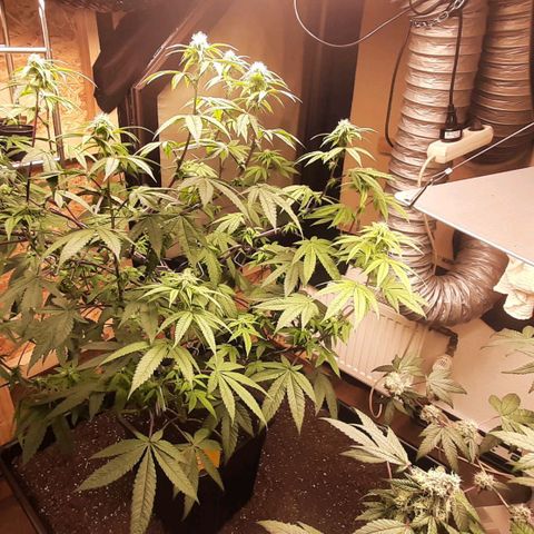 Mehrere Oreoz Pflanzen und Zyklen  growlog timeline photo