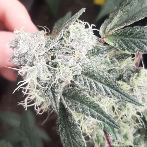 Mehrere Oreoz Pflanzen und Zyklen  growlog timeline photo