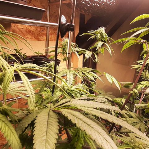 Mehrere Oreoz Pflanzen und Zyklen  growlog timeline photo