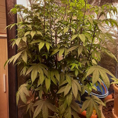 Mehrere Oreoz Pflanzen und Zyklen  growlog timeline photo