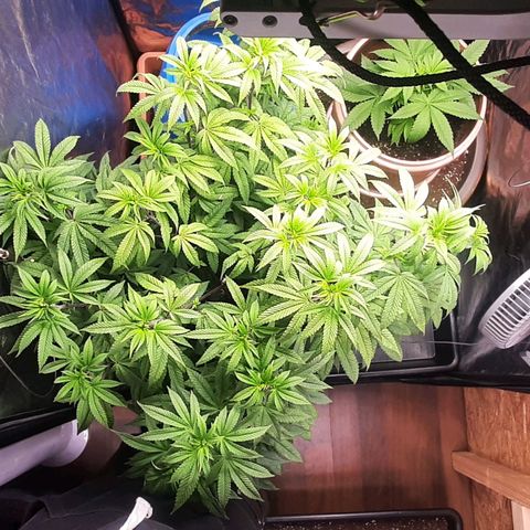 Mehrere Oreoz Pflanzen und Zyklen  growlog timeline photo