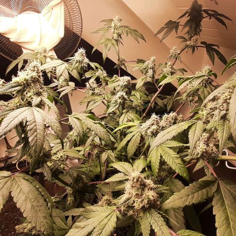 Mehrere Oreoz Pflanzen und Zyklen  growlog timeline photo