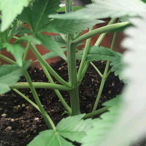 Think Tank growlog timeline photo