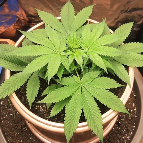 Think Tank growlog timeline photo