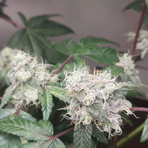 Mehrere Oreoz Pflanzen und Zyklen  growlog timeline photo