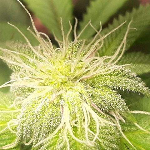 Mehrere Oreoz Pflanzen und Zyklen  growlog timeline photo