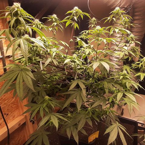 Mehrere Oreoz Pflanzen und Zyklen  growlog timeline photo