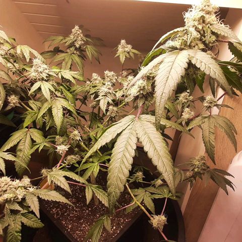 Mehrere Oreoz Pflanzen und Zyklen  growlog timeline photo