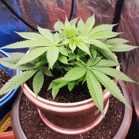 Think Tank growlog timeline photo