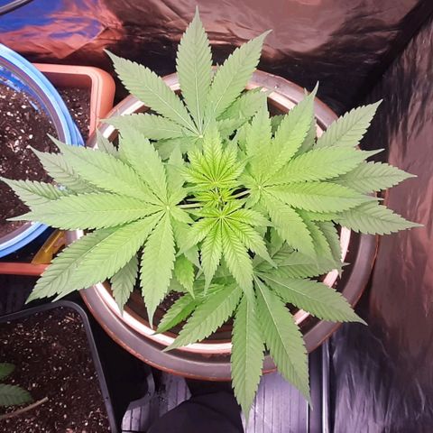 Think Tank growlog timeline photo