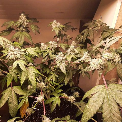 Mehrere Oreoz Pflanzen und Zyklen  growlog timeline photo