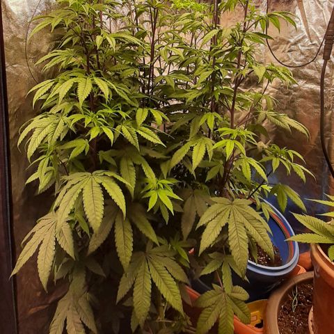 Mehrere Oreoz Pflanzen und Zyklen  growlog timeline photo