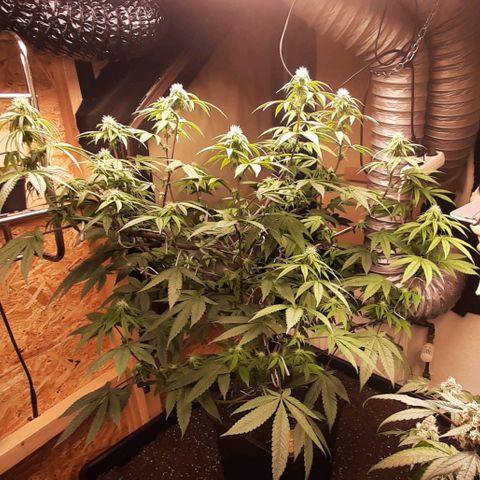 Mehrere Oreoz Pflanzen und Zyklen  growlog timeline photo