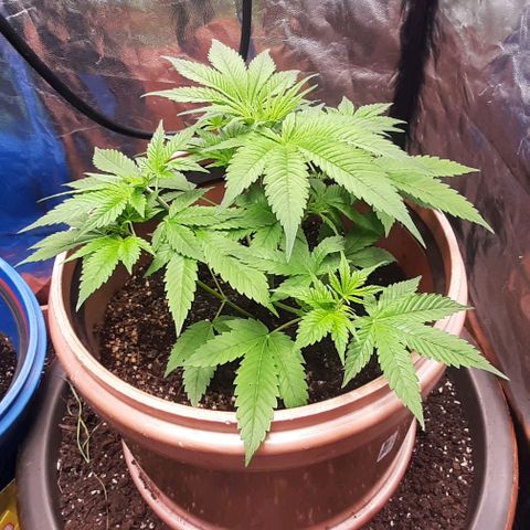 Think Tank growlog timeline photo