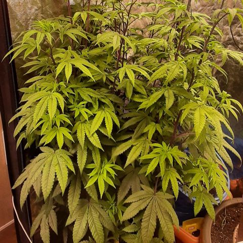 Mehrere Oreoz Pflanzen und Zyklen  growlog timeline photo