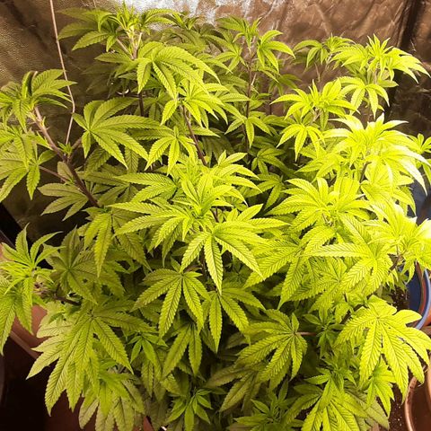 Mehrere Oreoz Pflanzen und Zyklen  growlog timeline photo