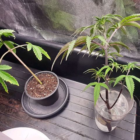 Mehrere Oreoz Pflanzen und Zyklen  growlog timeline photo