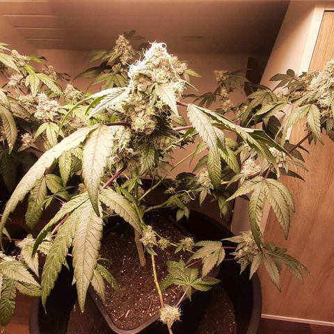 Mehrere Oreoz Pflanzen und Zyklen  growlog timeline photo