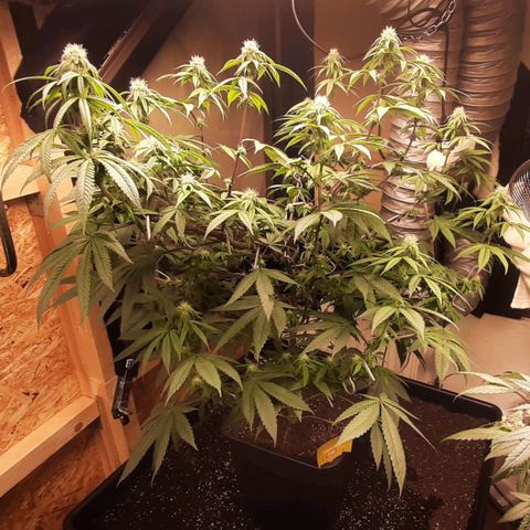 Mehrere Oreoz Pflanzen und Zyklen  growlog timeline photo