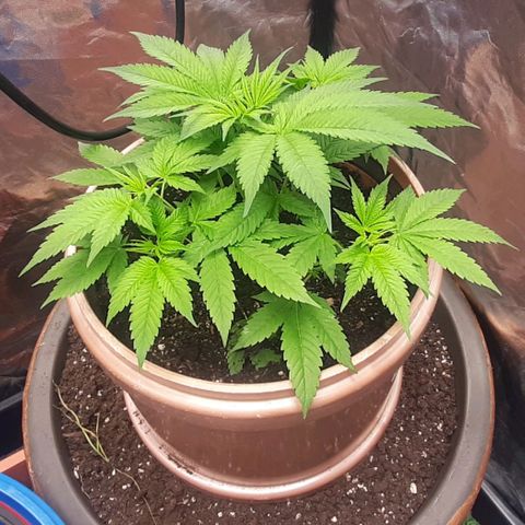 Think Tank growlog timeline photo