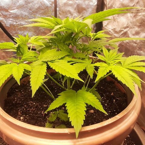 Think Tank growlog timeline photo