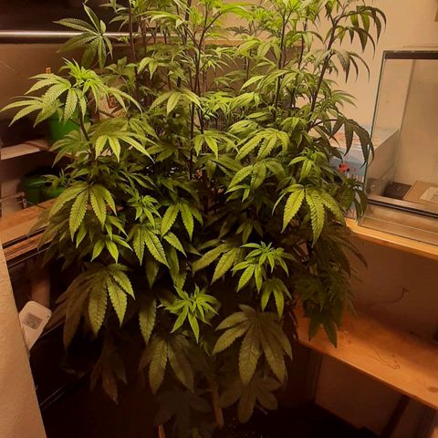 Mehrere Oreoz Pflanzen und Zyklen  growlog timeline photo