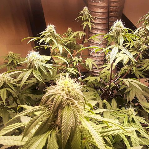 Mehrere Oreoz Pflanzen und Zyklen  growlog timeline photo