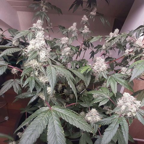 Mehrere Oreoz Pflanzen und Zyklen  growlog timeline photo