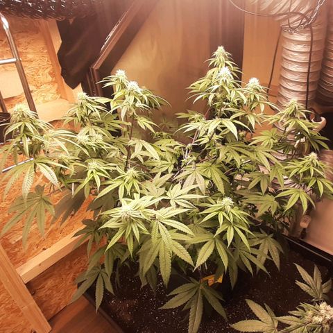 Mehrere Oreoz Pflanzen und Zyklen  growlog timeline photo