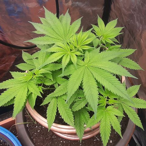 Think Tank growlog timeline photo