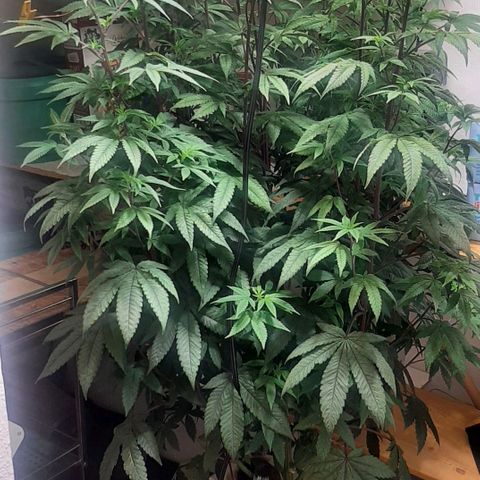 Mehrere Oreoz Pflanzen und Zyklen  growlog timeline photo