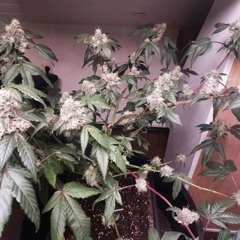 Mehrere Oreoz Pflanzen und Zyklen  growlog timeline photo