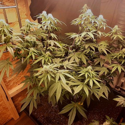 Mehrere Oreoz Pflanzen und Zyklen  growlog timeline photo