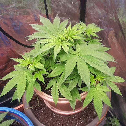 Think Tank growlog timeline photo