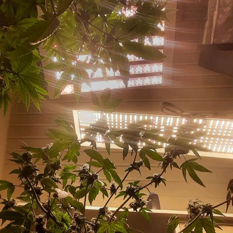 Mehrere Oreoz Pflanzen und Zyklen  growlog photo: Neue Lampe für die kleine. 